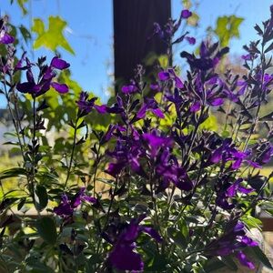 SHOP RESTOCK COMING SOON!